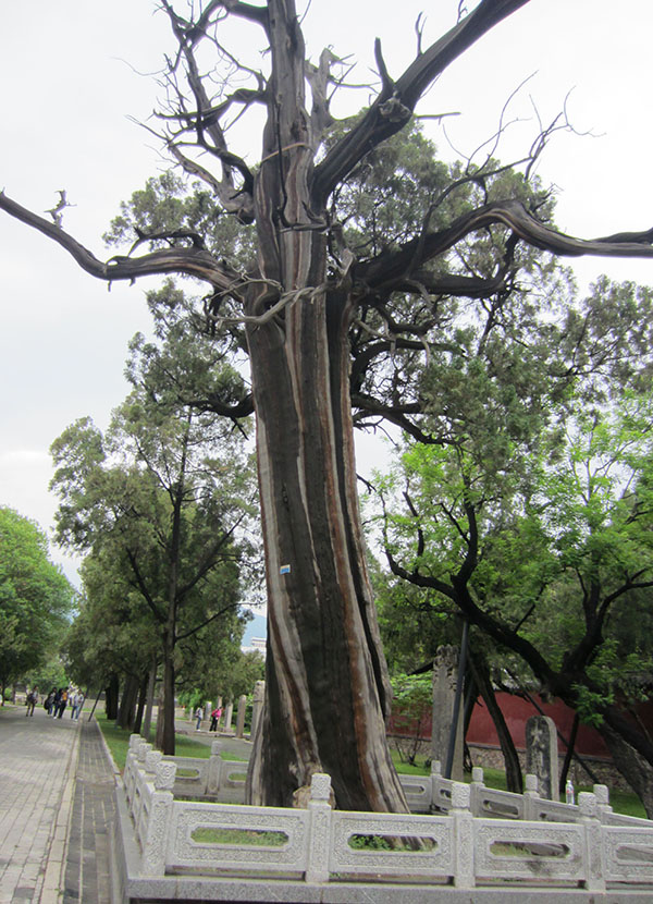 汉柏院,周围有古柏5株,虽已肤剥心枯,却新枝继生.